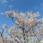 2018年4月 高遠城址公園の桜祭りに行ってきました！