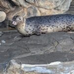 日記 (2026年1月)